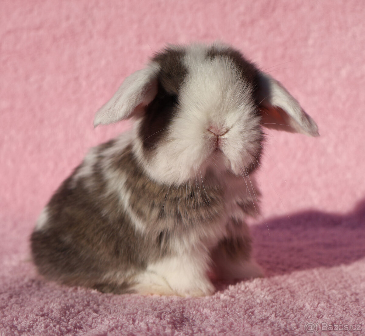 Zakrslí beránci NHD modrá očka .