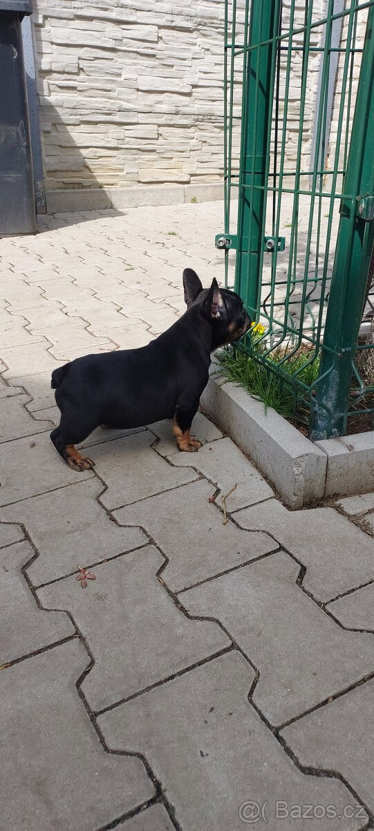 Francouzský buldoček
