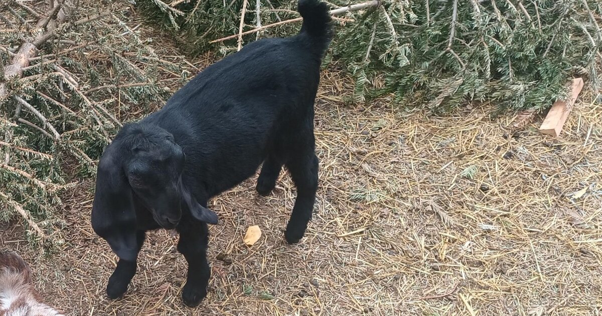 AN kozička - Jenefer