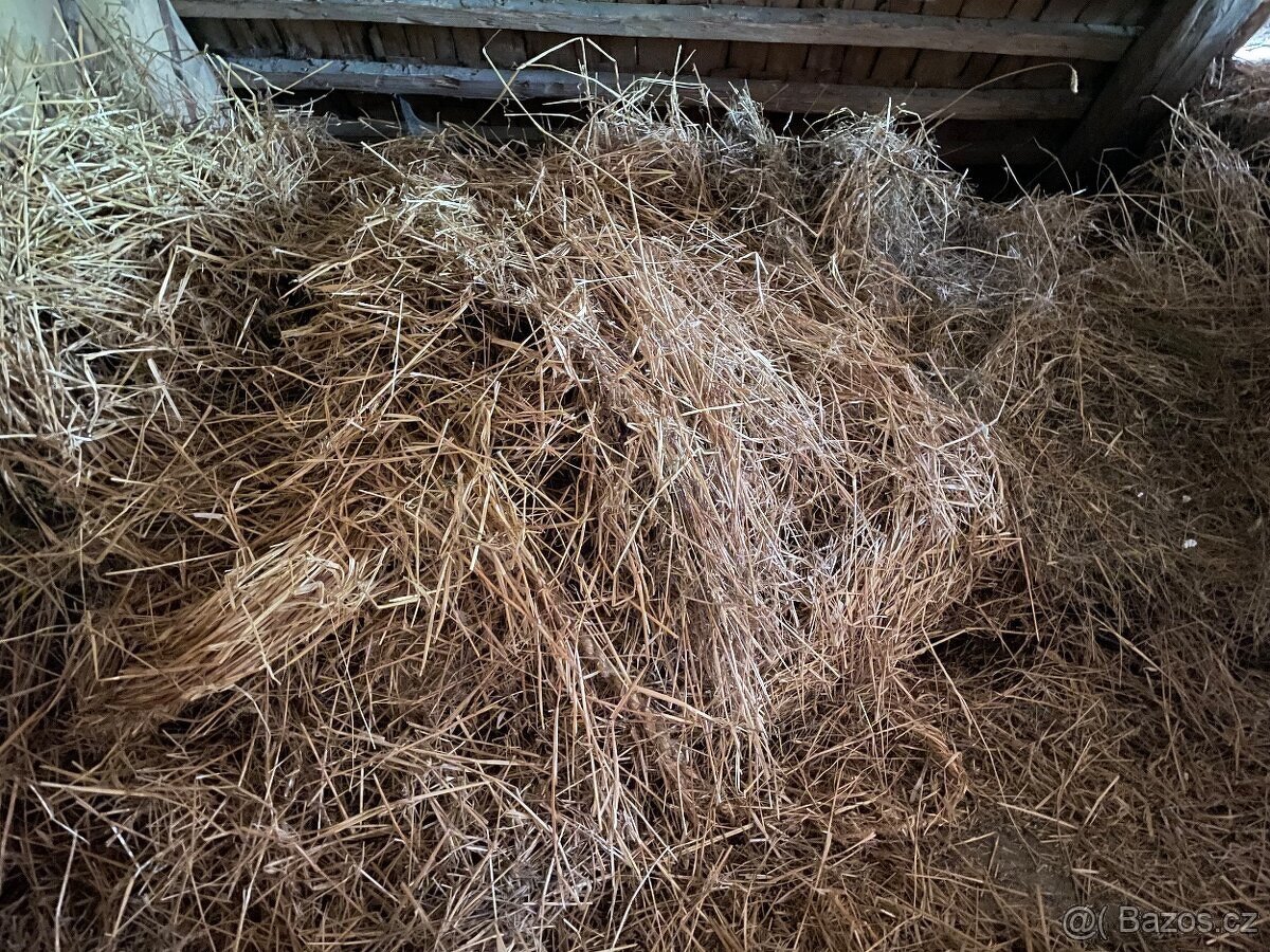 Starší sláma
