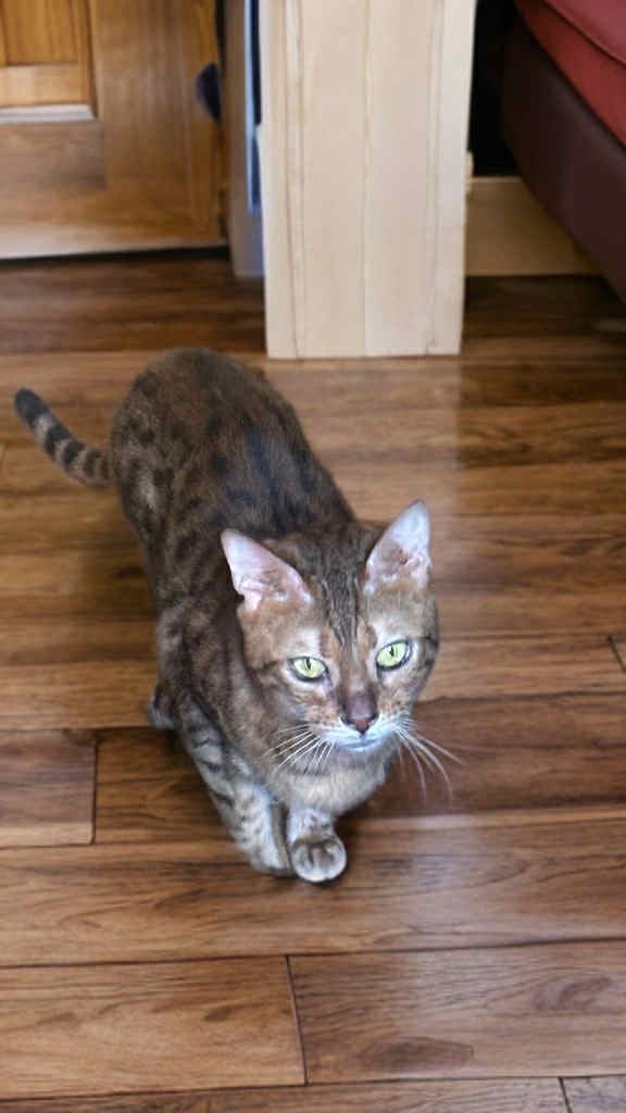 Bengalská kočka, Bengal