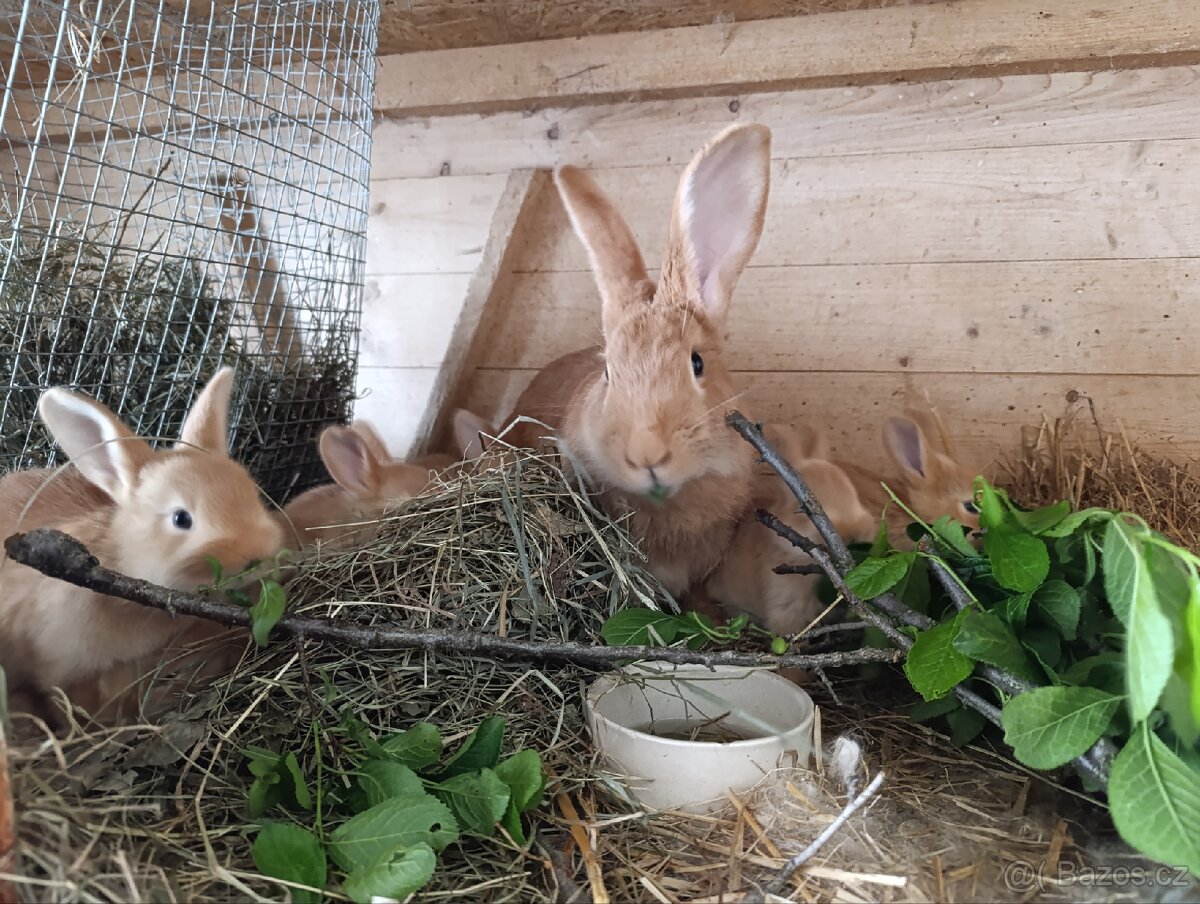 Odstav/odstávčata masný králík, výkrm, burgundský, hyla