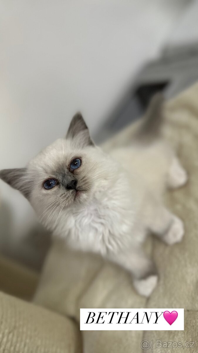 Ragdoll koťátka s PP