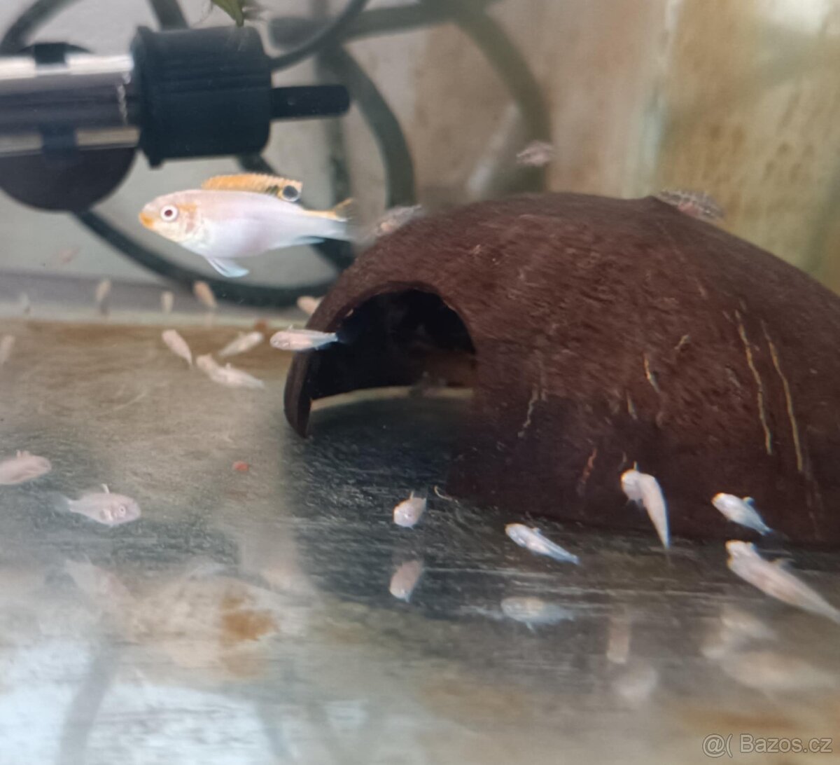 Pestřenec červený albino