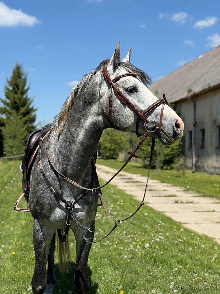 Krásný valach k prodeji