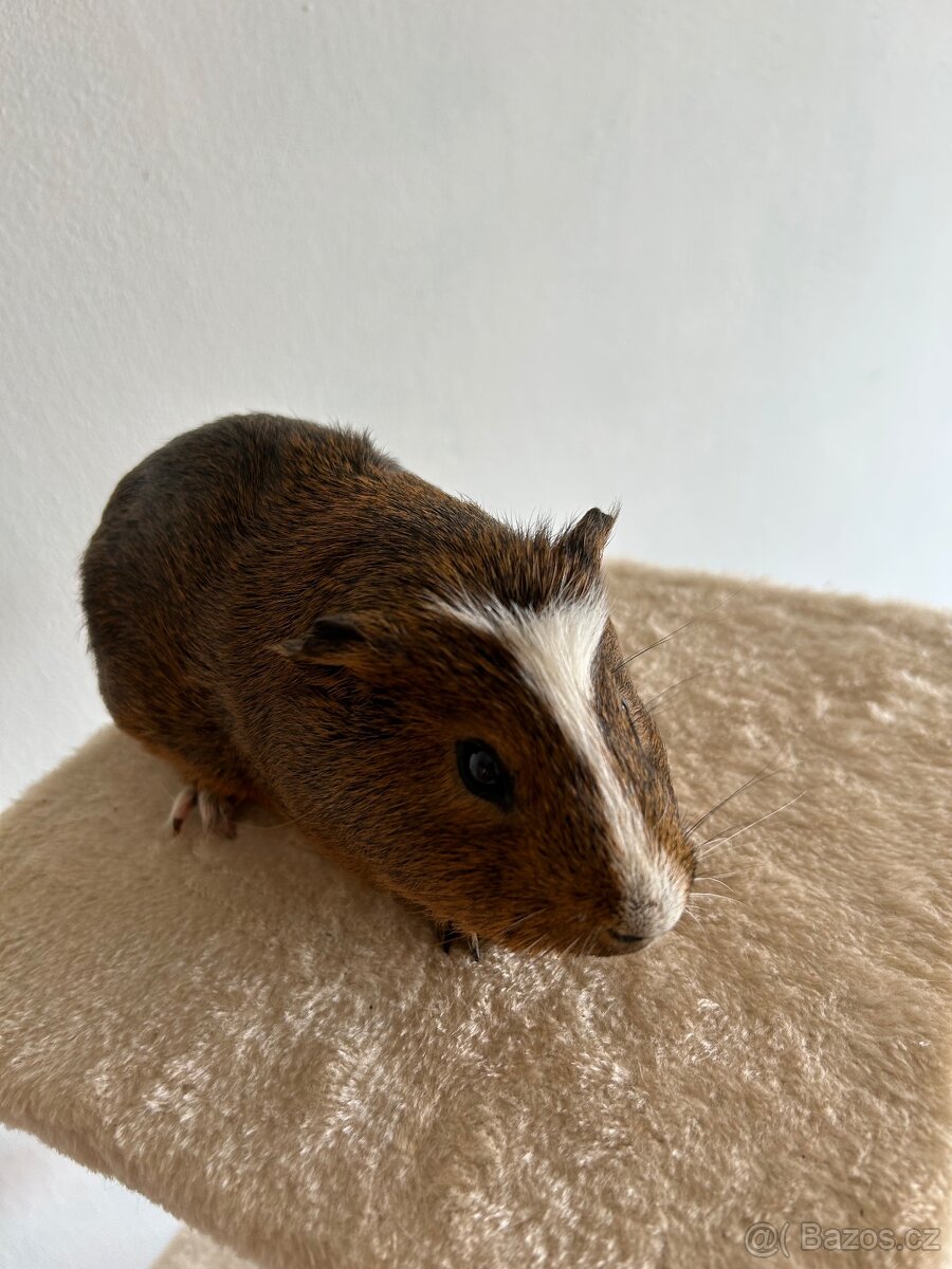Morče