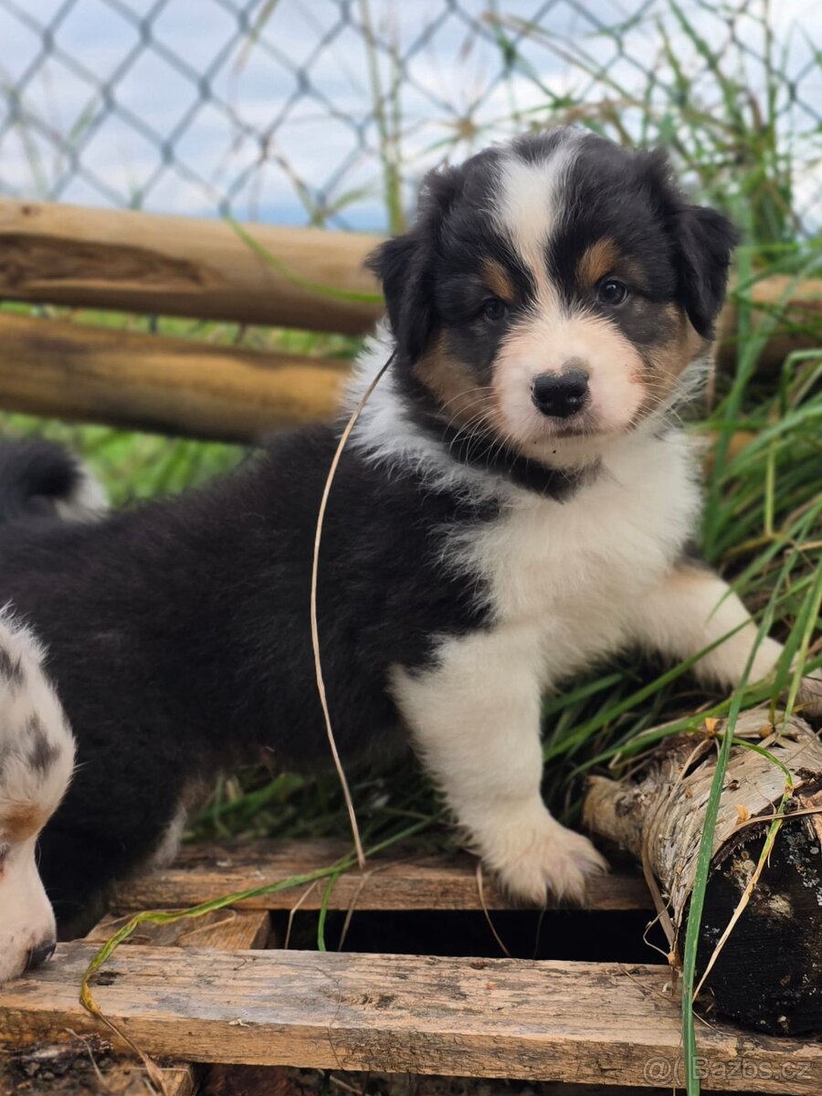 Australský ovčák Black Tri s dlouhým ocáskem PP FCI