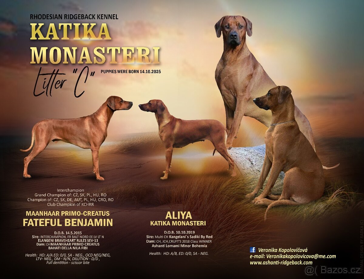 Rhodéský ridgeback s PP