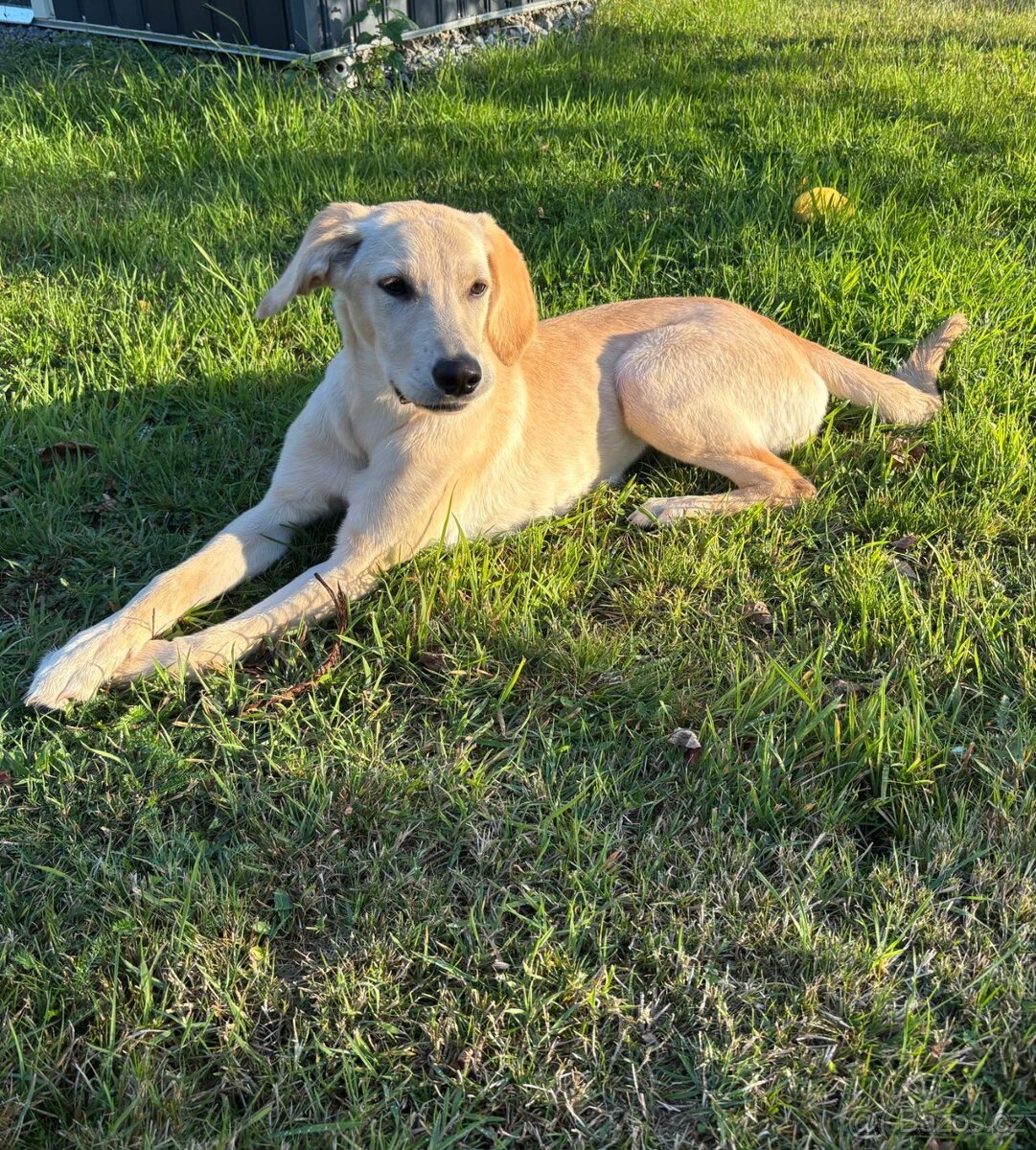 Labradorský retrívr