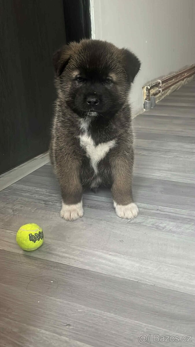 akita inu japobskeho typu