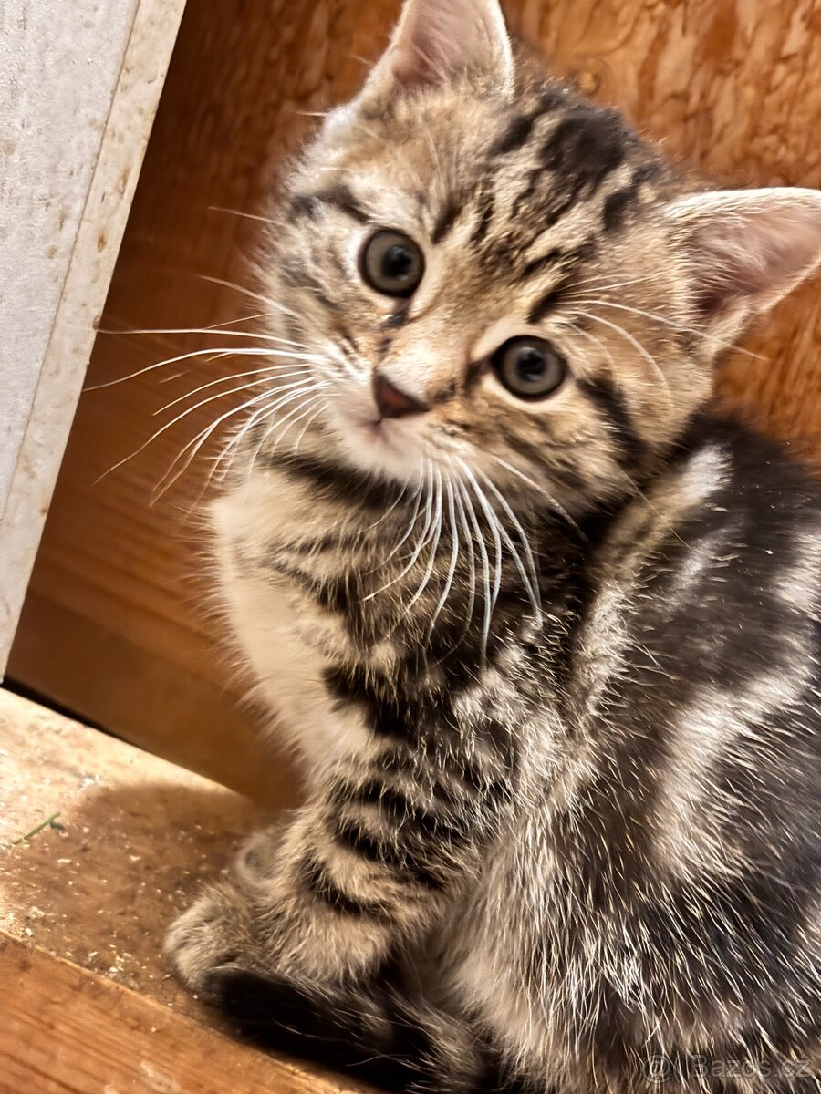 Kotě - kočička zdarma