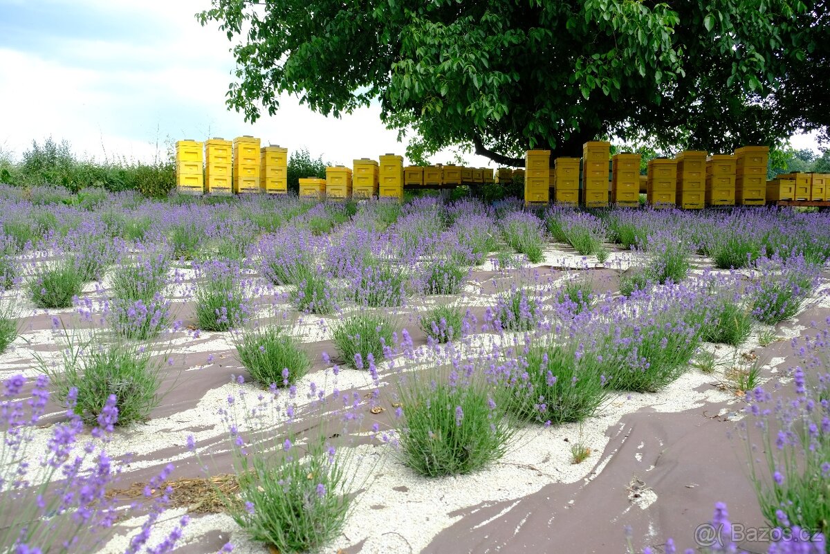 Vyzimovaná včelstva 2026