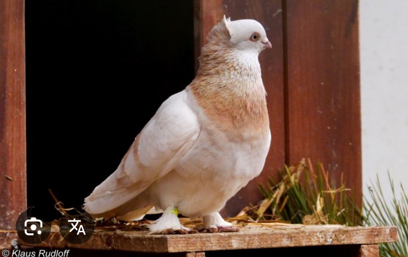 Koupím český rejdič hnědý