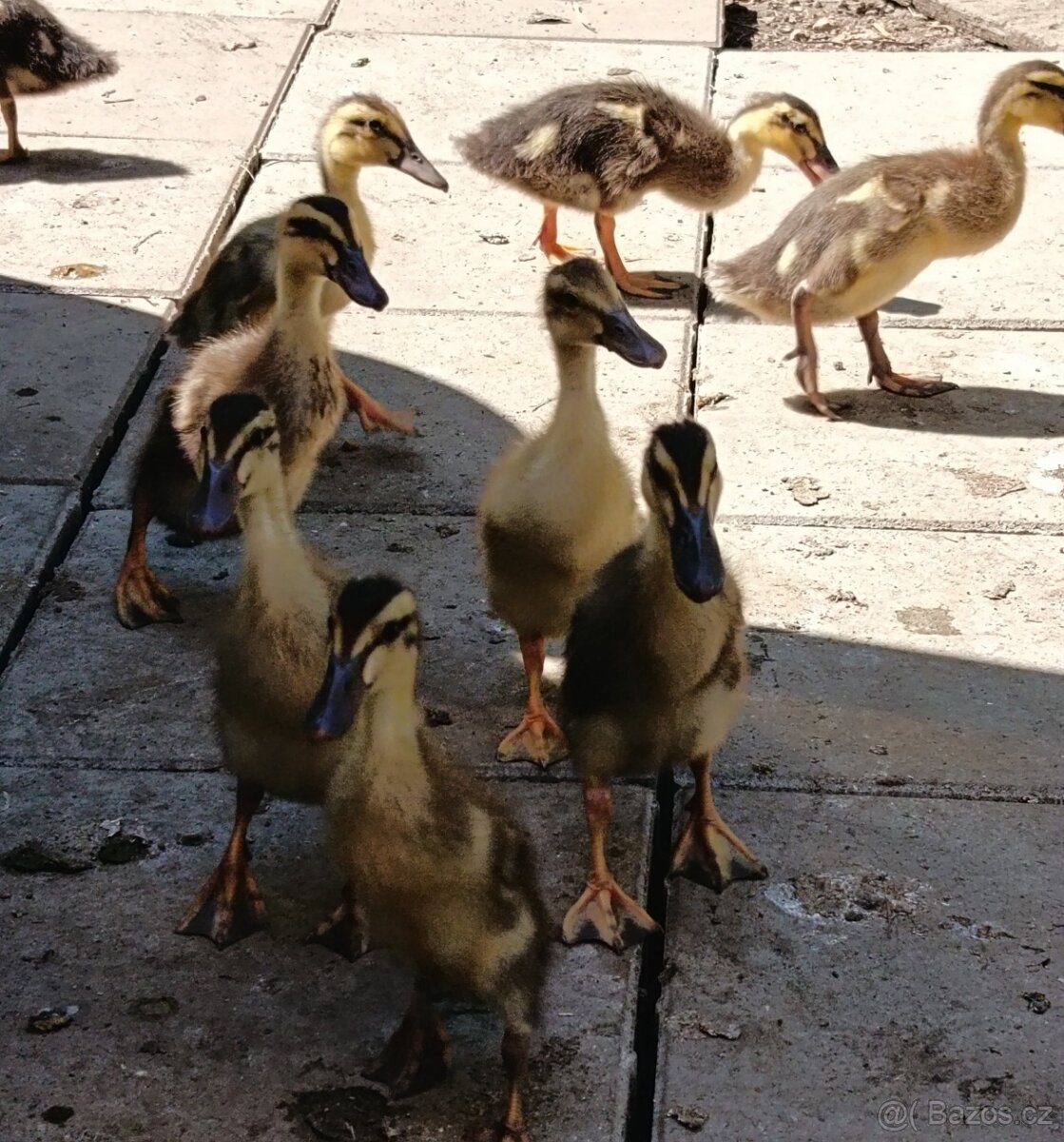 Káchňata Indických běžců