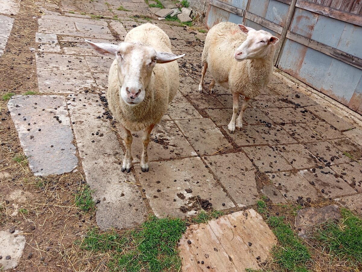 Ovce 🐑 sekačky na pastvy