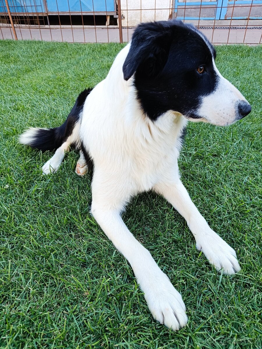 Border Kolie