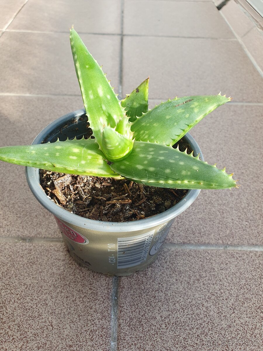 Sazenice aloe vera