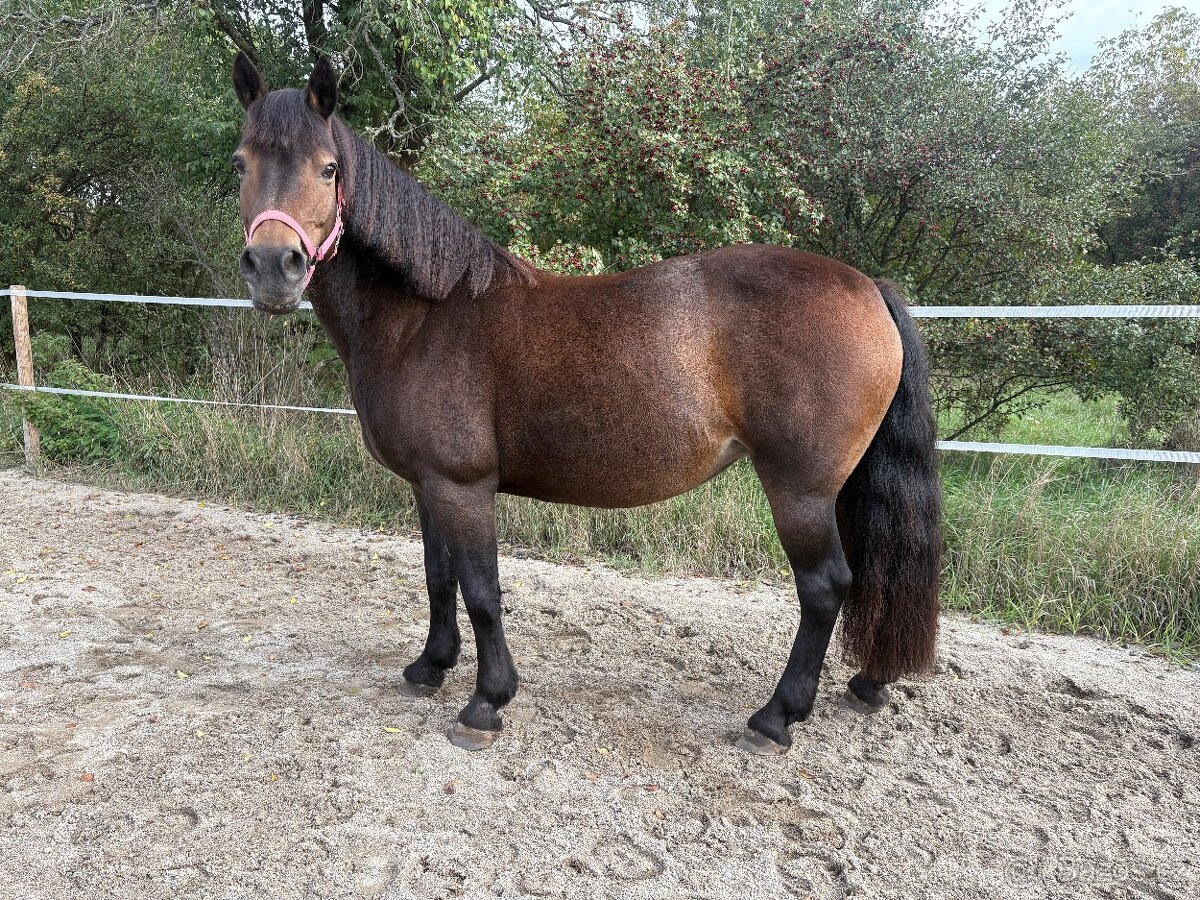 Klisna welsh part bred s PP