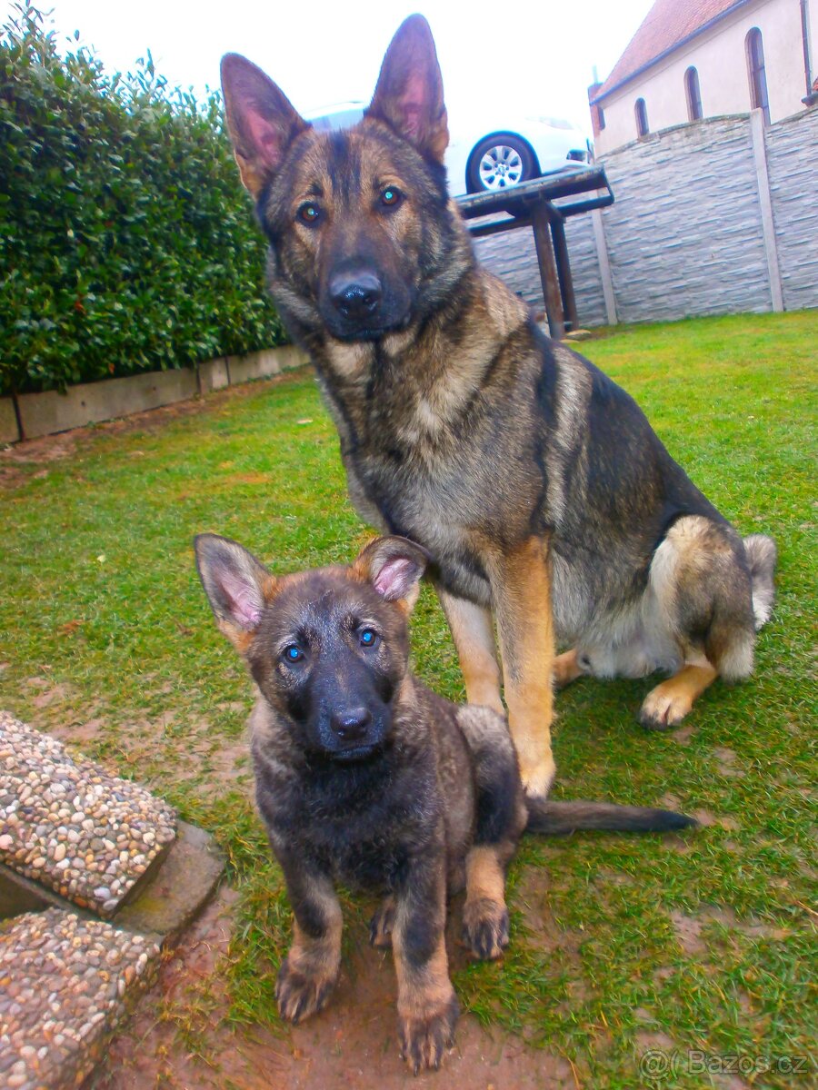 Německý ovčák štěňata