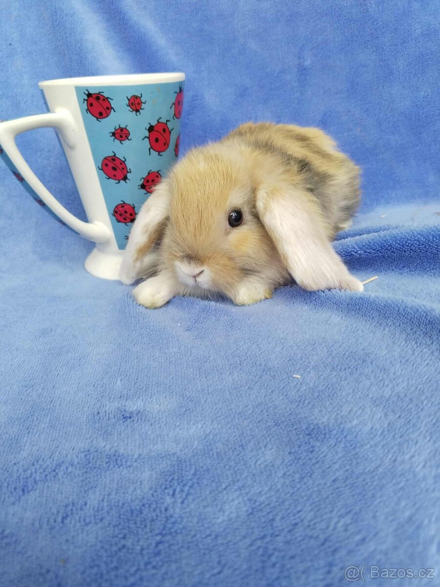 Vymazlení zakrslí králíčci - teddy, minilop, beranek