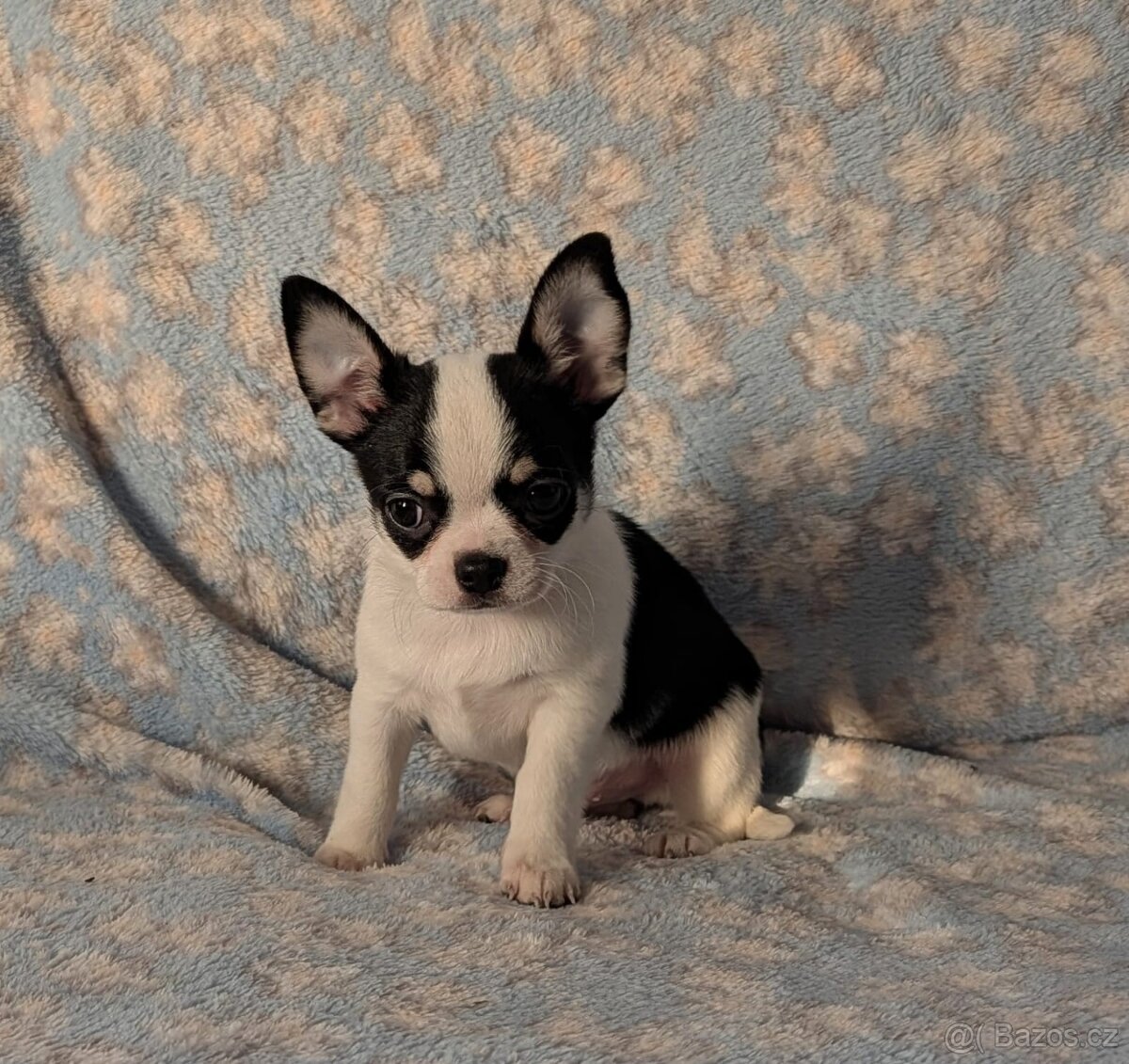 Čivava krátkosrstá s PP- pejsci