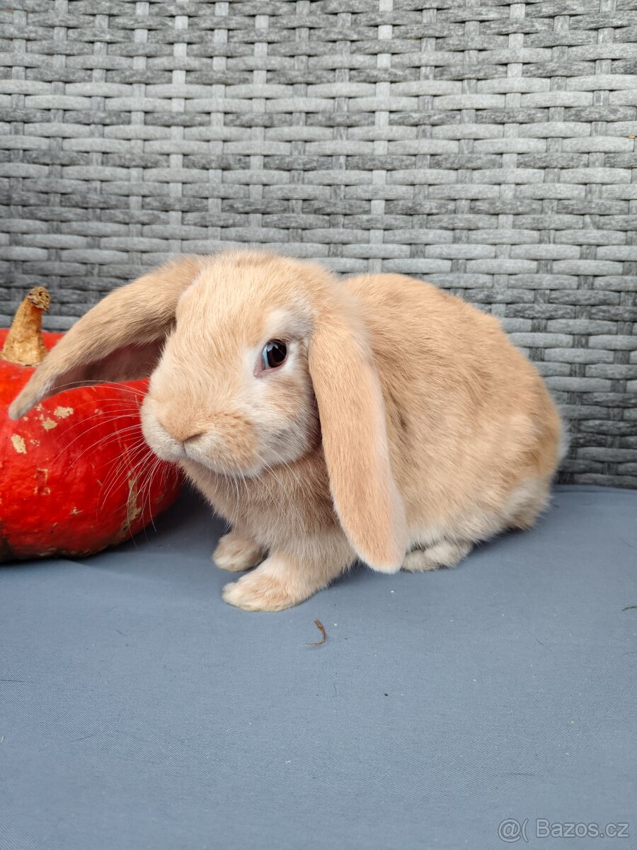 Zakrslý králík, králíček, beránek samec Rybízek