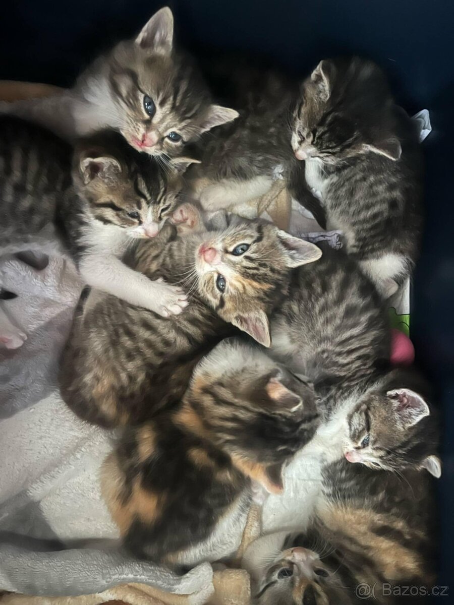 Daruji kotě, koťata, Třebíč, Vysočina