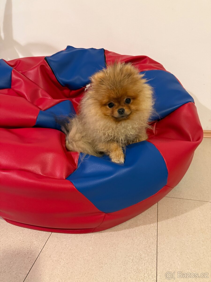 Pomeranian ke krytí