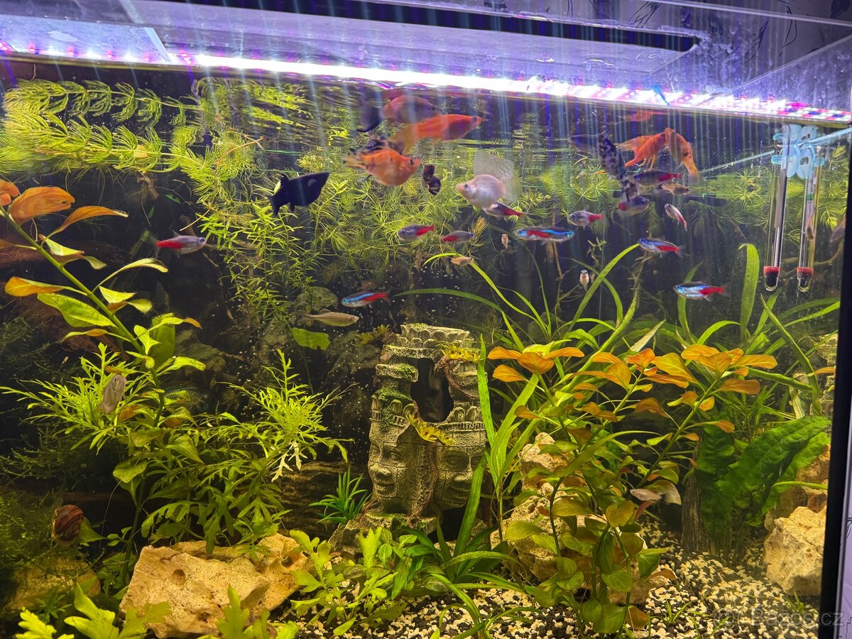 Akvarijní rybičky