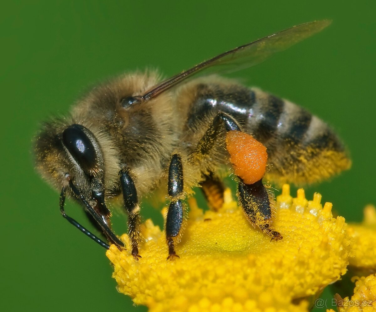 Včelí oddělky