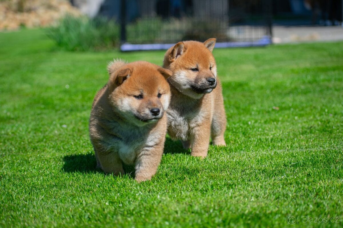 Vrh V Tribona, shiba inu štěňátka s PP FCI