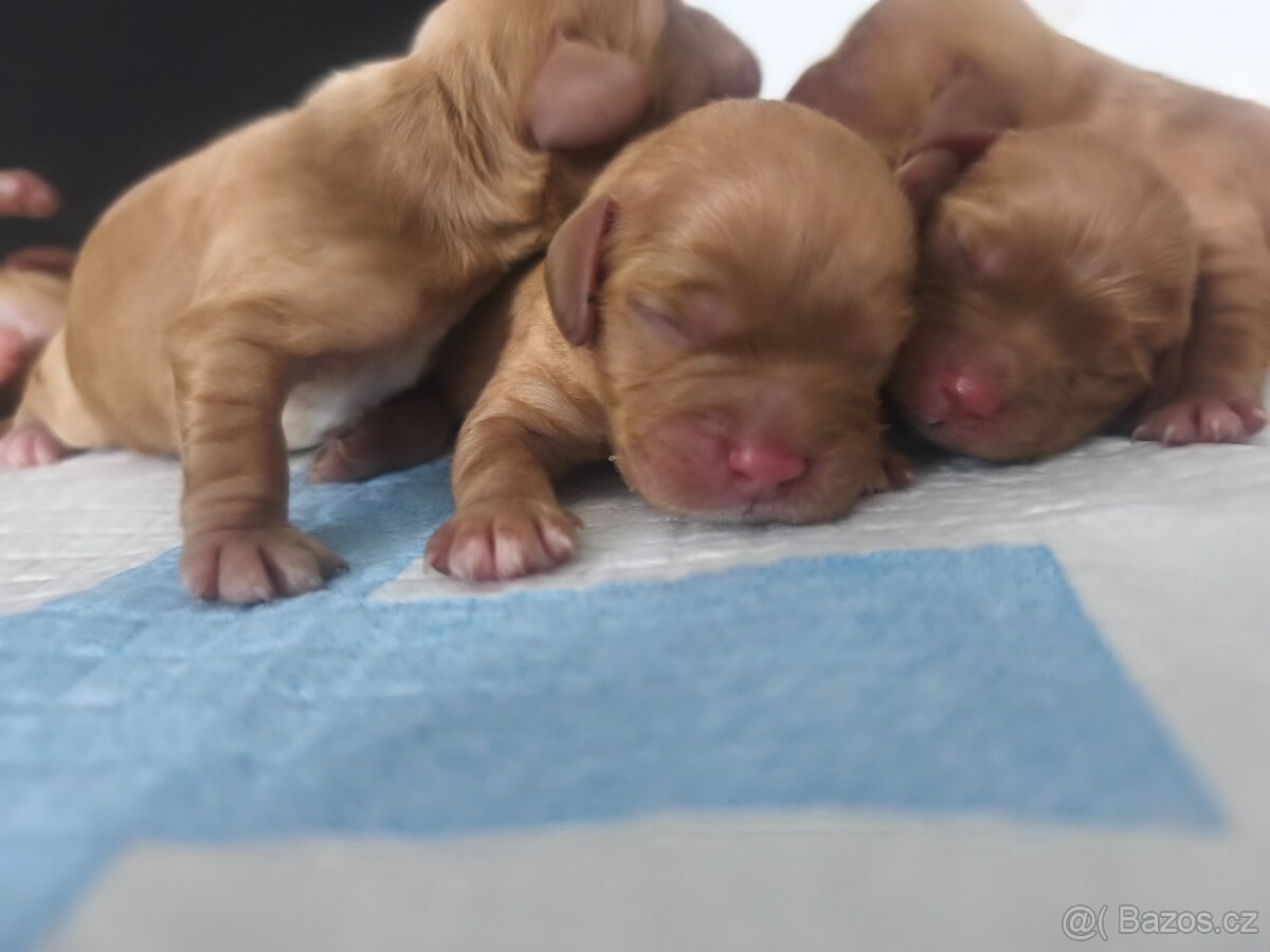 Cavapoo
