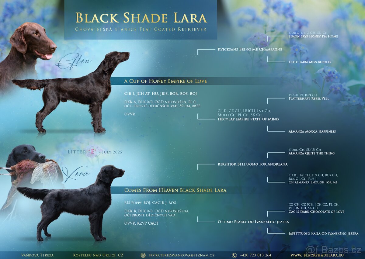 Flat coated retriever