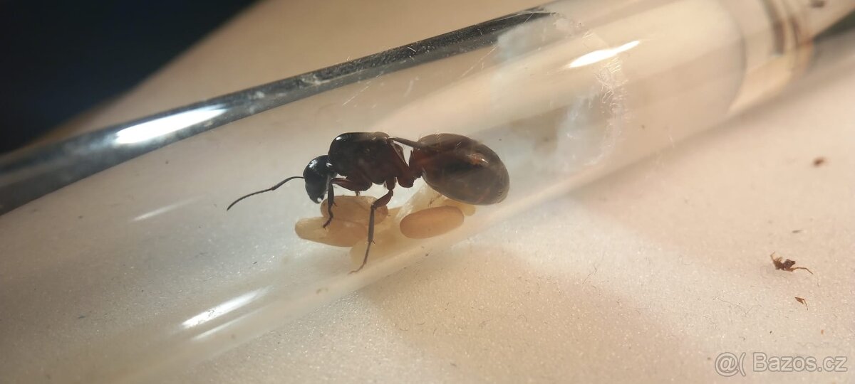 Mravenec dřevokaz (Camponotus ligniperda)