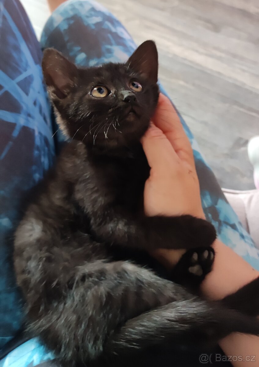 Fialka k adopci - kotě