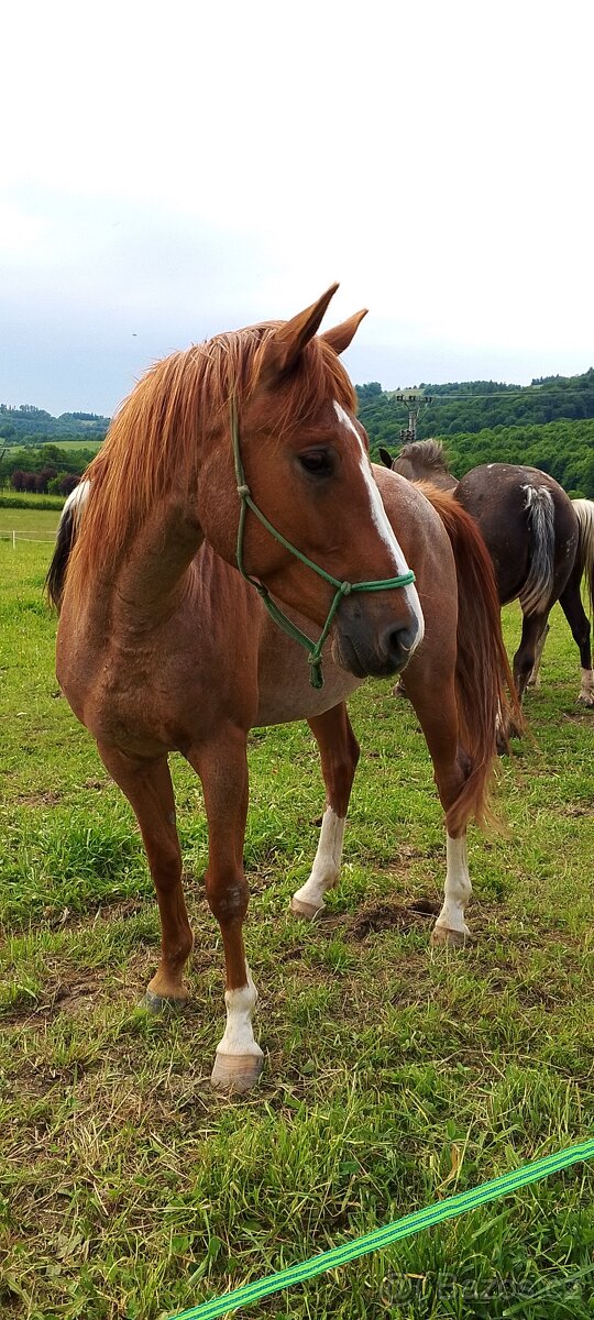 3l kobylka po QH x ČSP