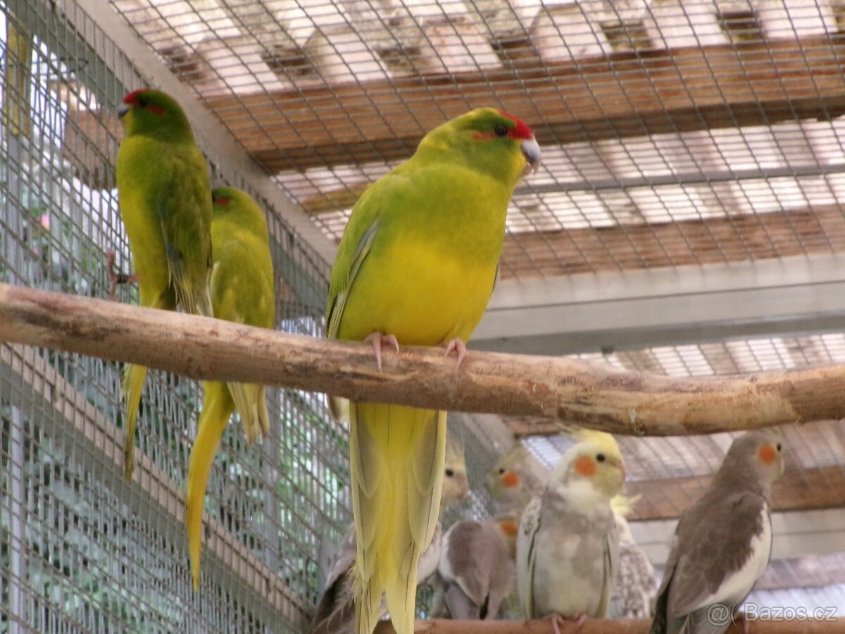 kakariki