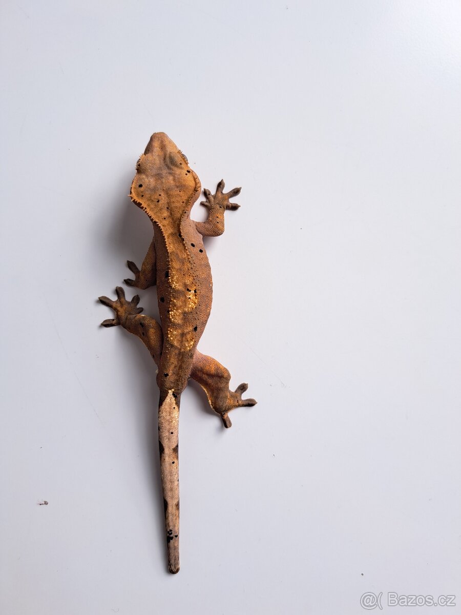 pagekon řasnatý samec...