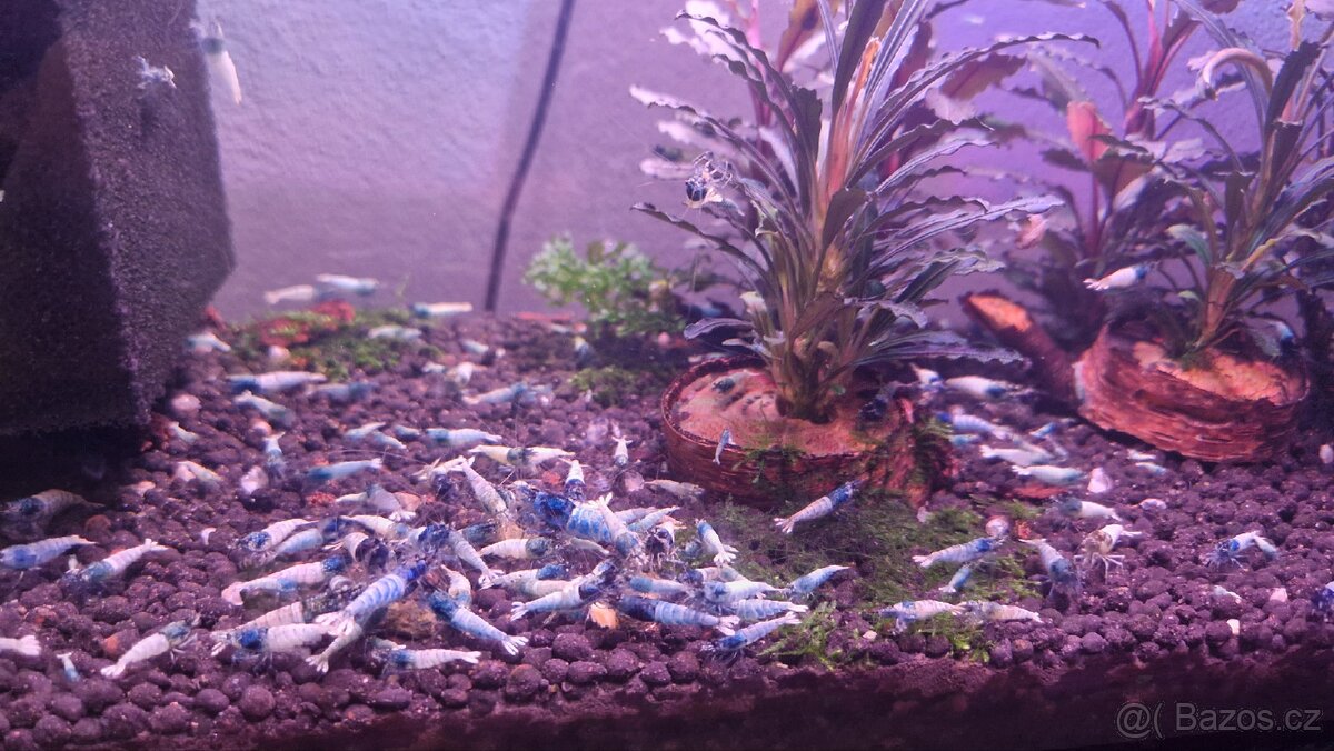 Krevetky Caridina Blue bolt