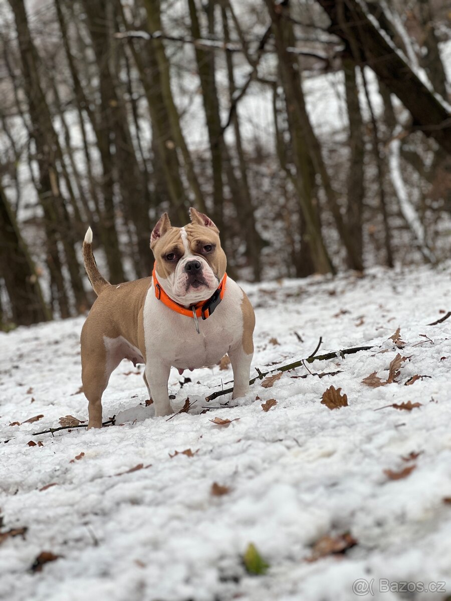 FENKA AMERICAN BULLY POCKET (ABKC,ABR)