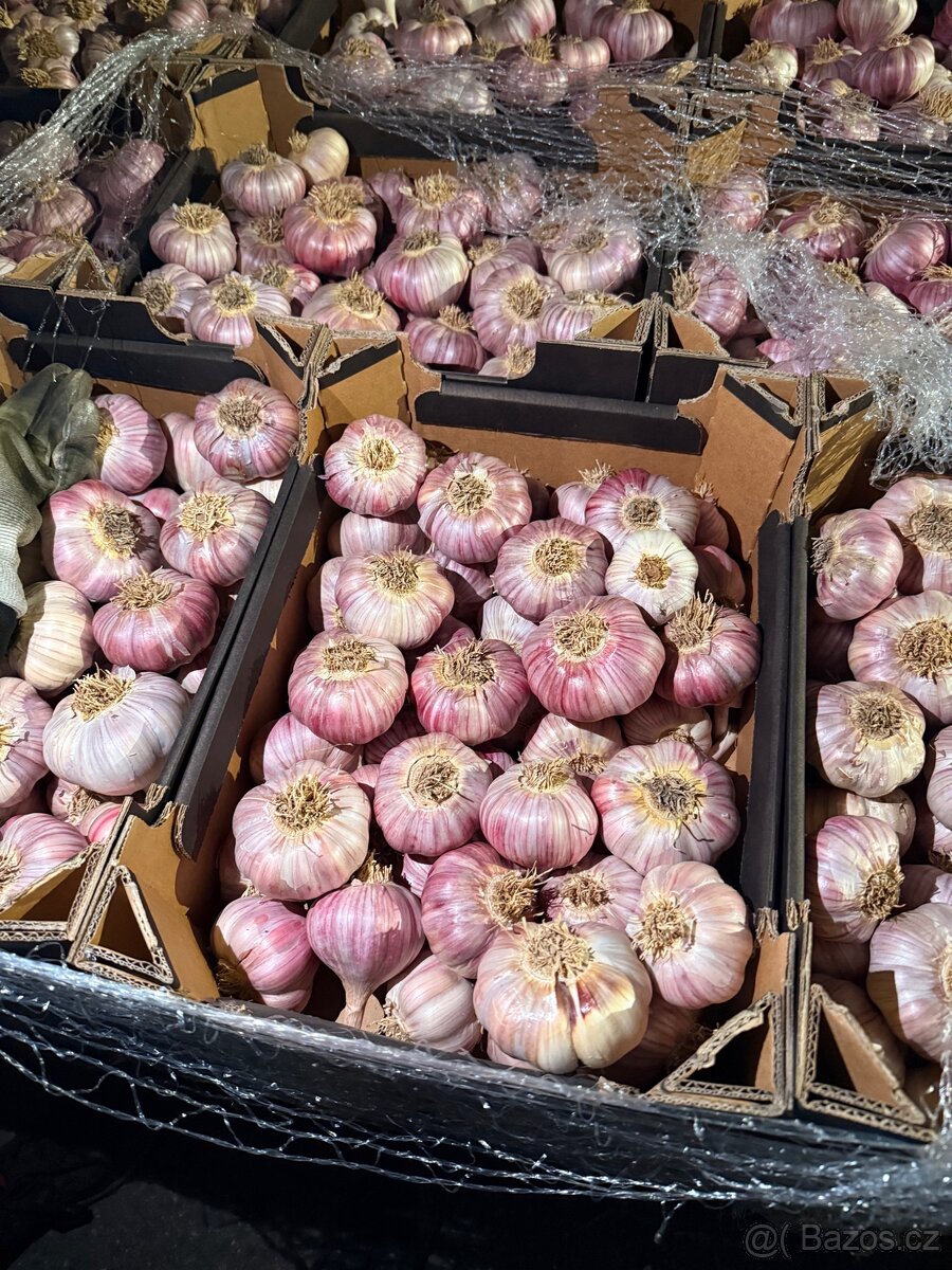 Cesnek 80+ kazakhstan velkoobchod