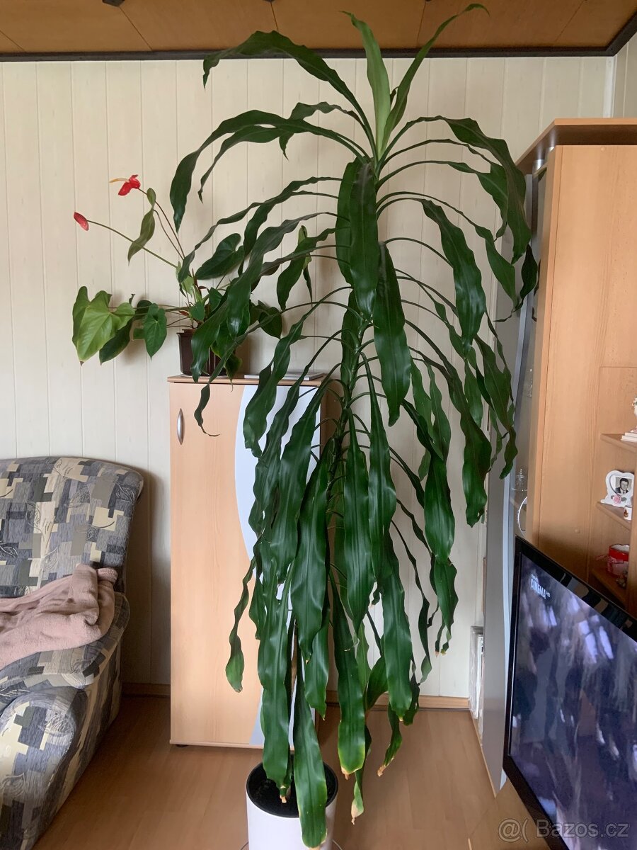 Dracena