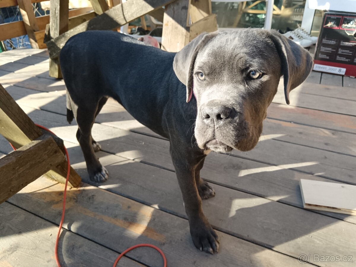 Cane Corso