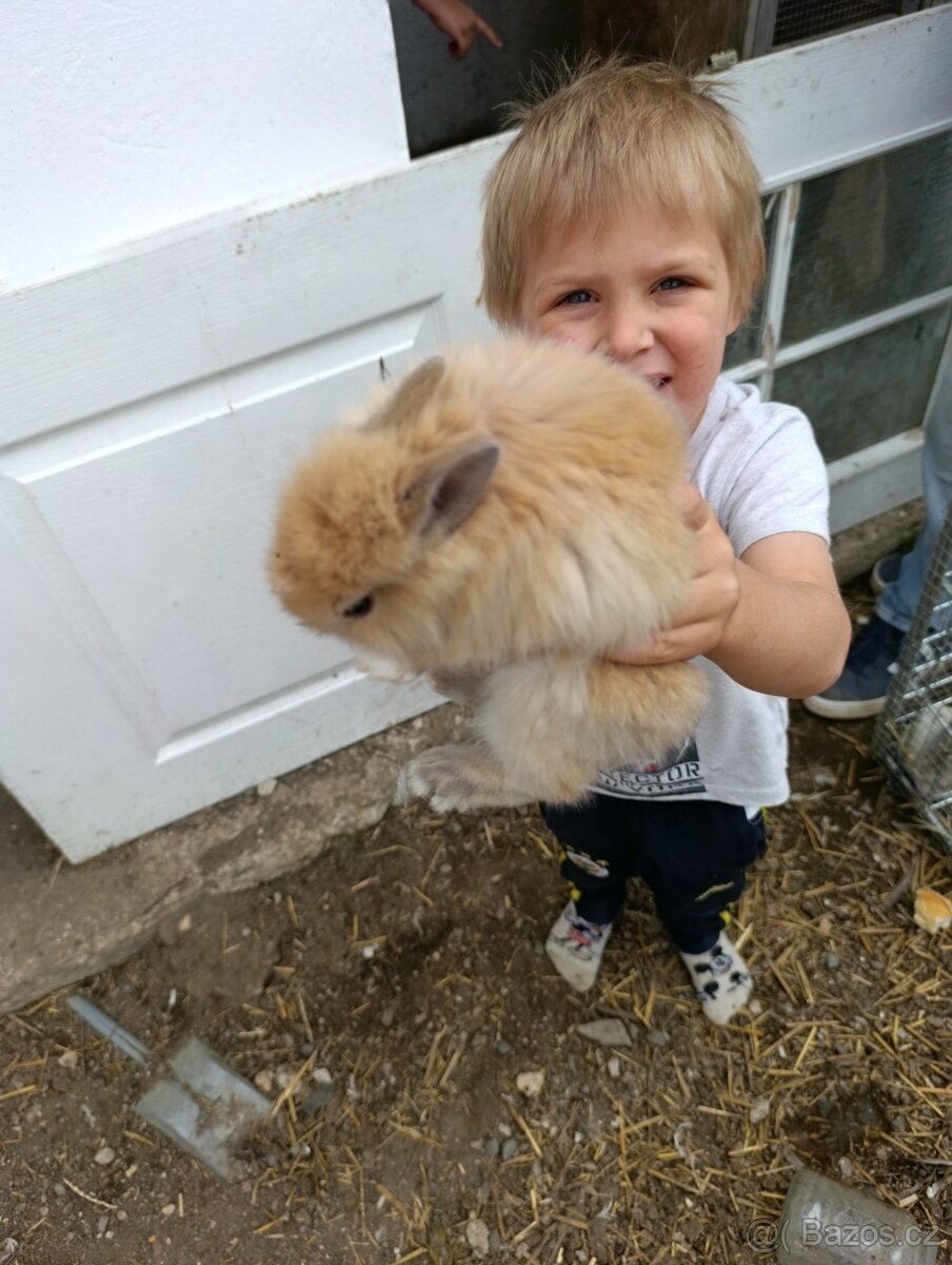 Prodám zakrslé králíky