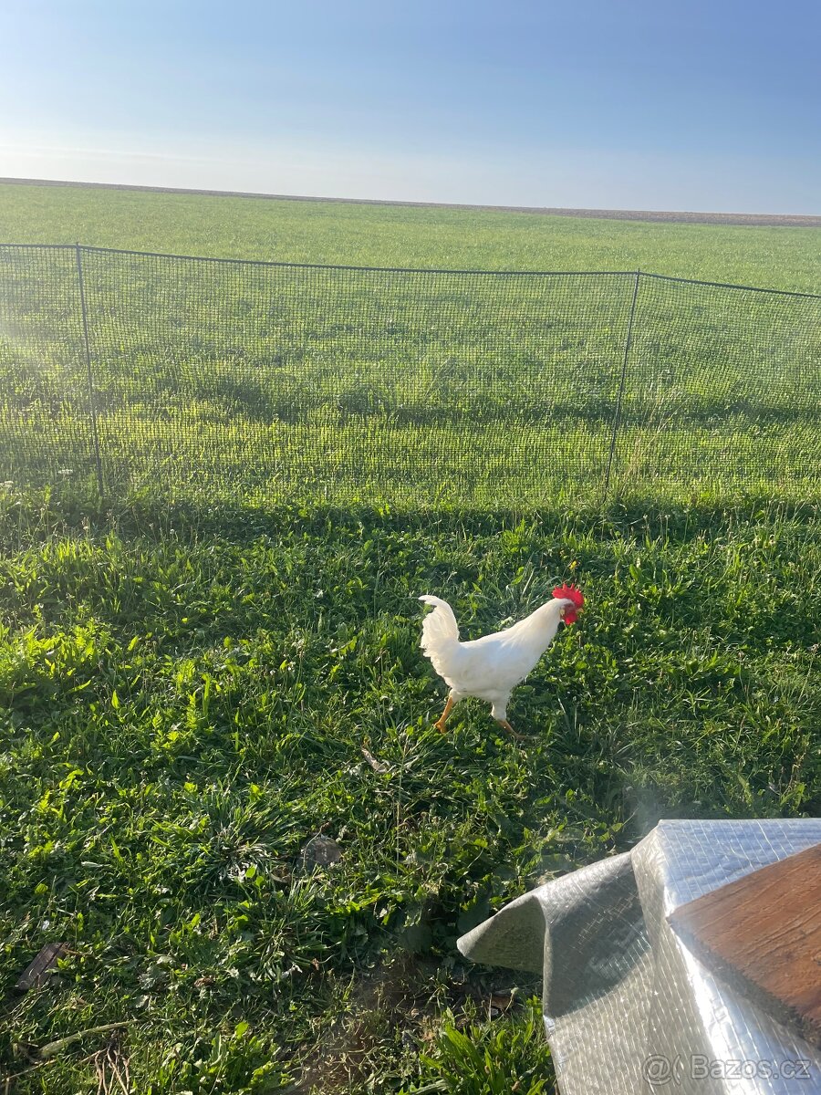 Kohouti Leghorn