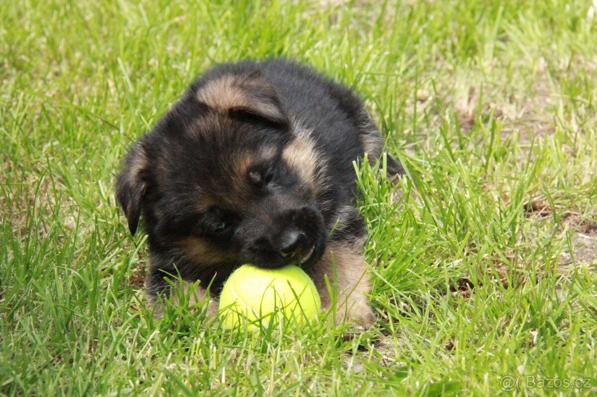 Německý ovčák - štěňata jen s PP