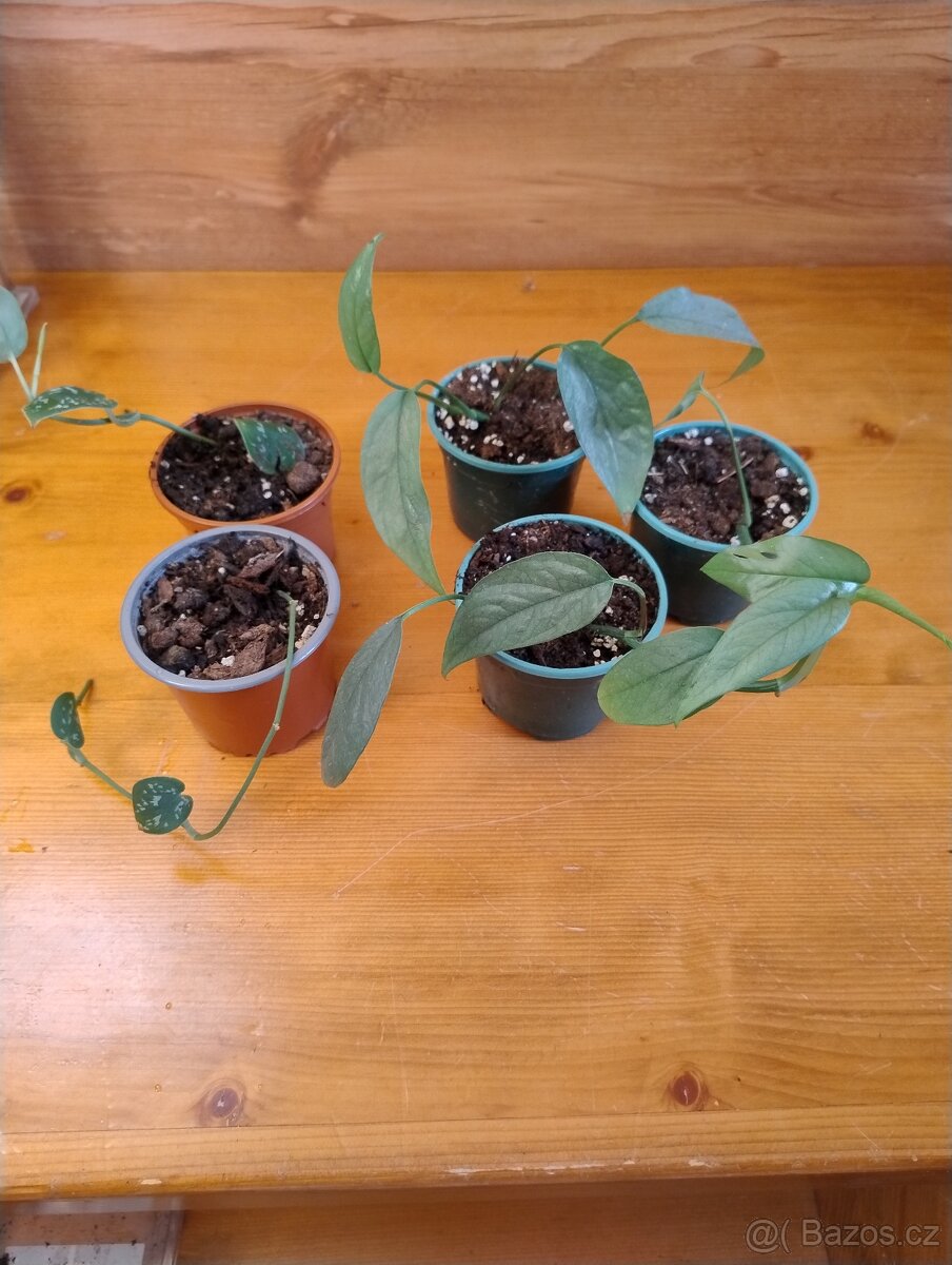 Epipremnum