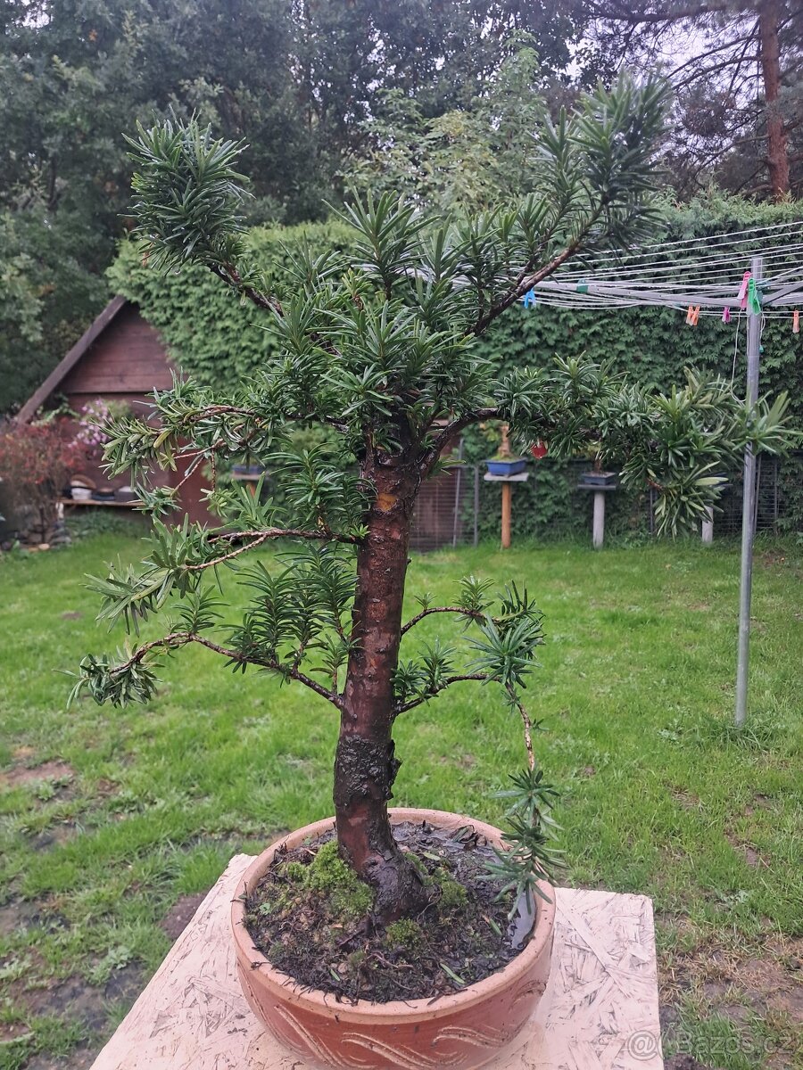 Bonsaj, bonsai  Tis Japonsky