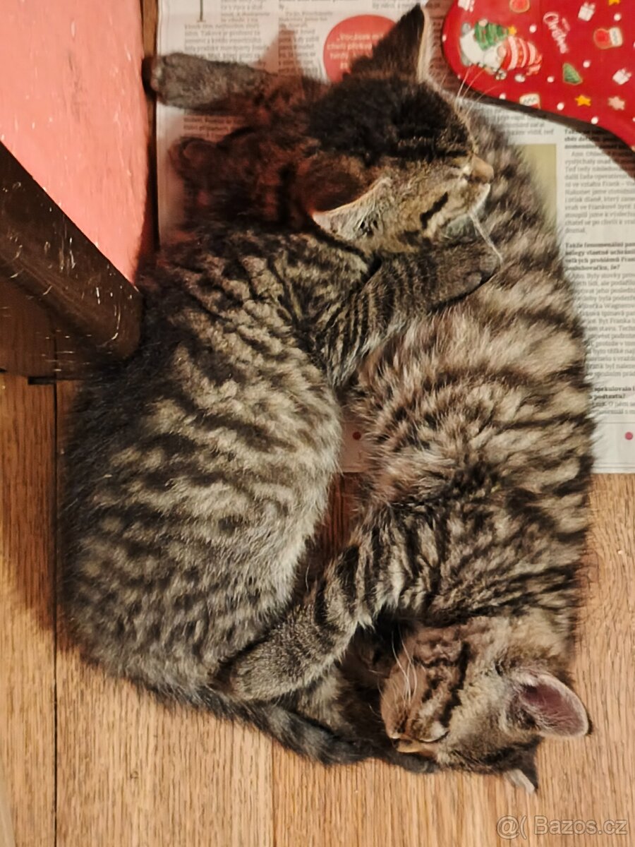Daruji krásná hravá koťátka