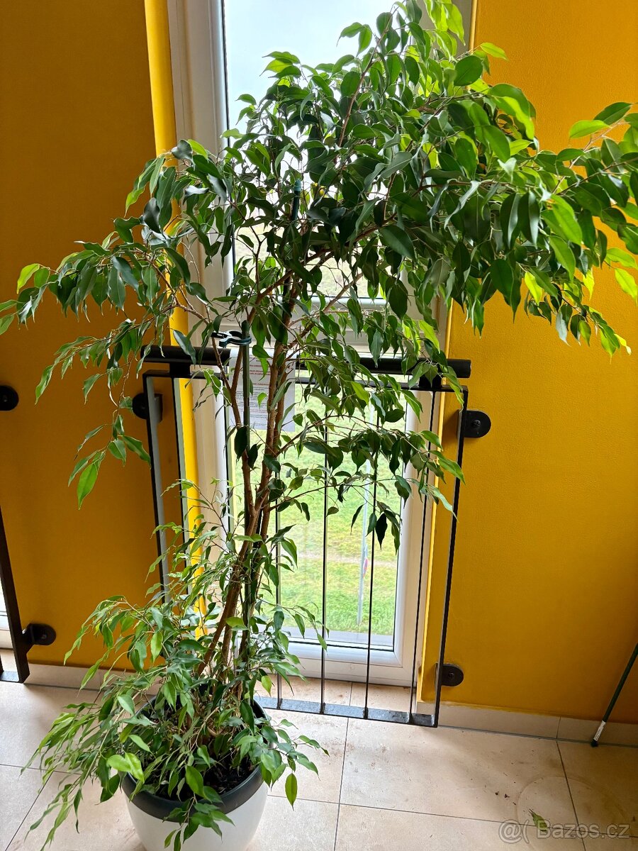 K prodeji velký Ficus benjamina – 20 let pěstování